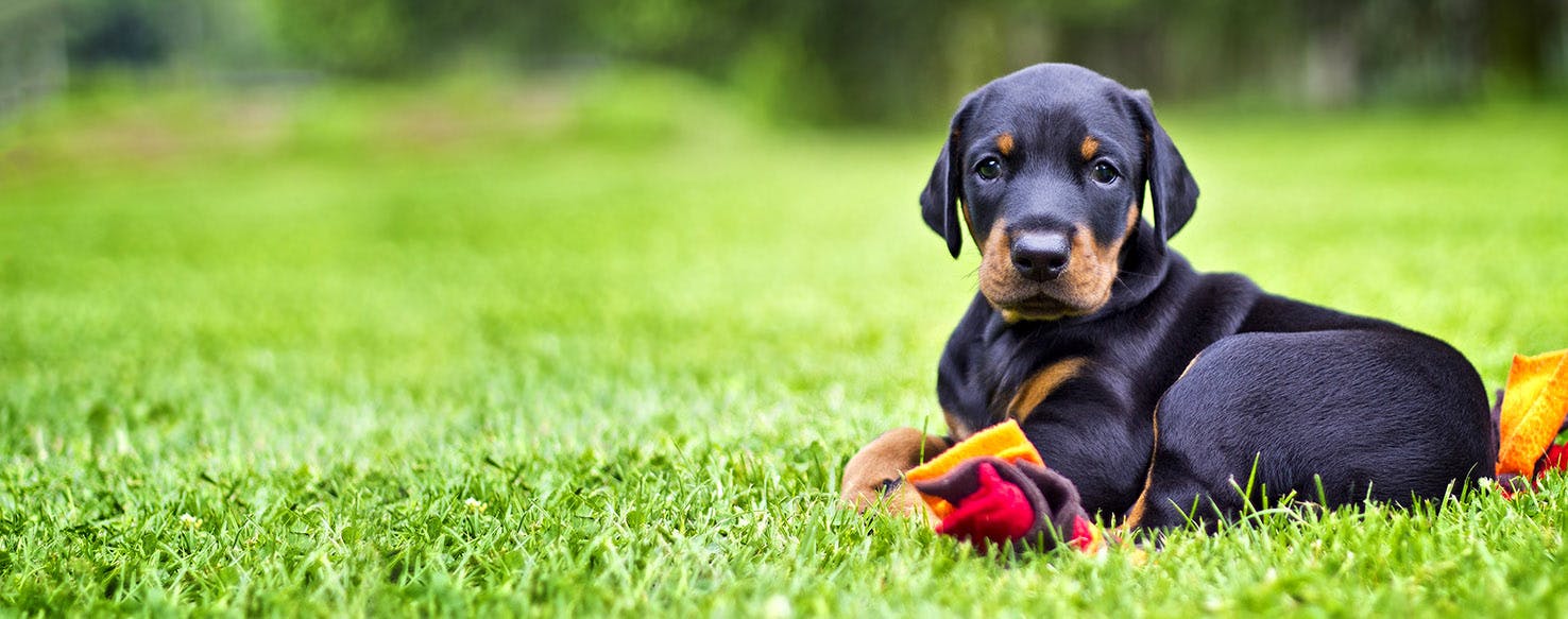 Filipino Dog Names Popular Male and Female Names Wag!